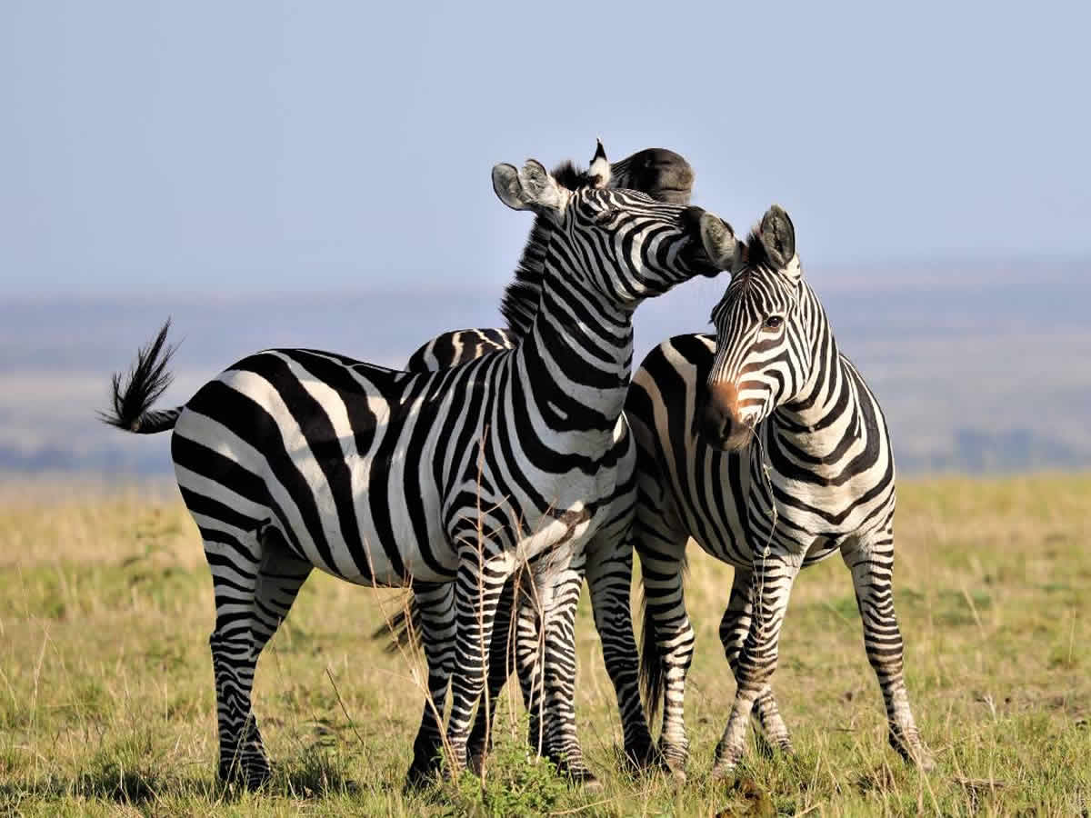 Best Time to Visit Kenya